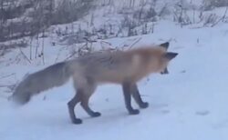 【動画】耳をすまして雪の下に居る獲物を狙うキツネの狩り、かっこいい！