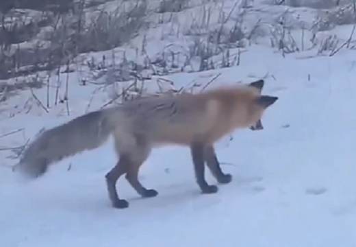 【動画】耳をすまして雪の下に居る獲物を狙うキツネの狩り、かっこいい！