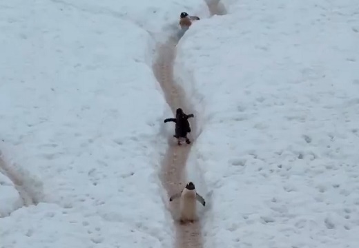 【動画】一方通行を逆走しちゃってるペンギン、いちいち揉めるｗｗｗｗ