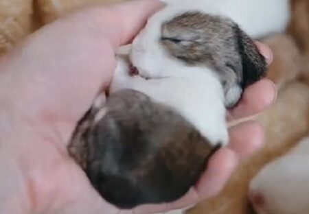 【動画】手のひらで熟睡してる子ウサギが最強すぎる！
