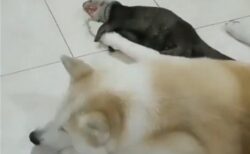 【愛】保護されたカワウソ、親友の犬の腕を抱きしめて眠る