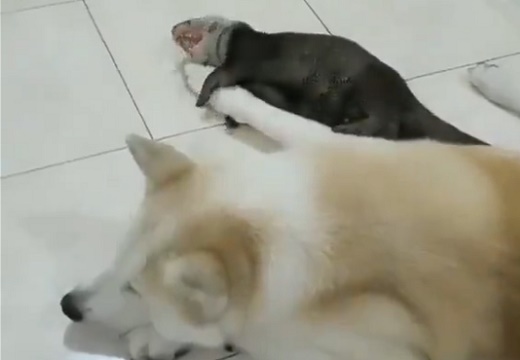 【愛】保護されたカワウソ、親友の犬の腕を抱きしめて眠る