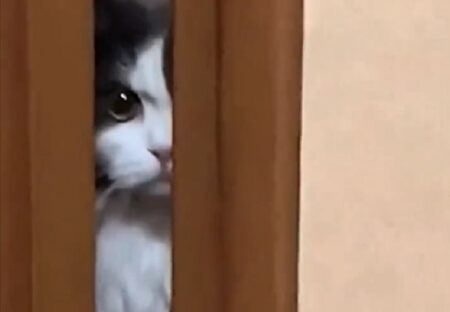 【笑】扉のすき間からご機嫌ナナメな猫が話題に「表情が最高すぎるｗ」