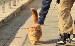 【ご機嫌】リードを付けた猫の散歩、想像以上に可愛いかったｗｗｗｗ