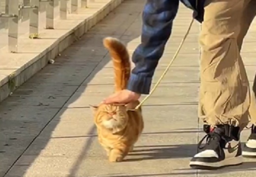 【ご機嫌】リードを付けた猫の散歩、想像以上に可愛いかったｗｗｗｗ