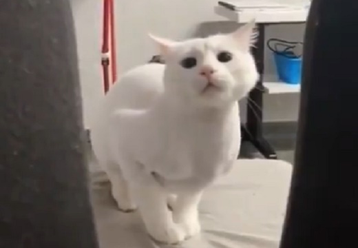 【動画】すごく妖艶なポーズで動く白猫ｗｗｗｗ