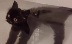 【え！？】のんびりお風呂を楽しむ黒猫、カワイイすぎるｗｗｗｗ