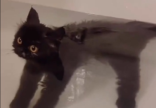 【え！？】のんびりお風呂を楽しむ黒猫、カワイイすぎるｗｗｗｗ