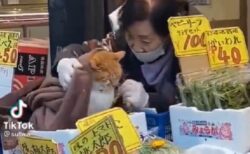 【動画】八百屋さんで大事にされてる猫、ほっこりする・・・