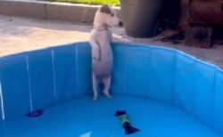 【動画】水を張ってもらいたくてプールで待機してる犬、可愛いｗｗｗｗ