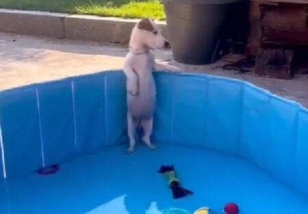 【動画】水を張ってもらいたくてプールで待機してる犬、可愛いｗｗｗｗ