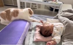 【そーっと】眠る赤ちゃんを撫でてみたい猫、手を伸ばしてそっと触れる