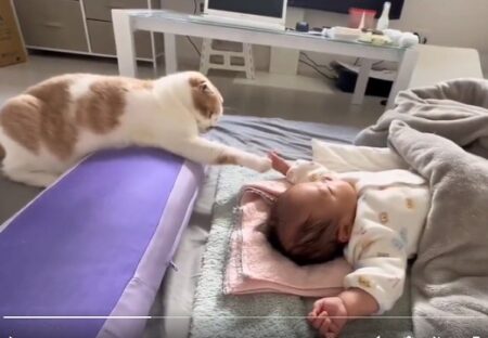 【そーっと】眠る赤ちゃんを撫でてみたい猫、手を伸ばしてそっと触れる