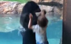 【子供】めちゃくちゃノリが良いクマが話題に。動物園行きたくなる〜！