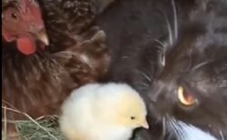 【動画】にわとり母さんの留守中、卵とひよこを守る猫が素敵すぎる！