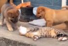 【動画】八百屋さんで大事にされてる猫、ほっこりする・・・