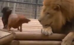 【友情】幼い頃から仲良しのライオンと小型犬達、お腹を見せ合って遊ぶ姿が可愛いすぎる