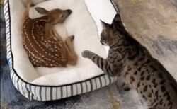 【そーっと】鹿の赤ちゃんに興味津々な猫、恐る恐る触ってみるｗ