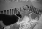 【動画】猫の赤ちゃんをどうしても触りたいハスキーｗｗｗｗ