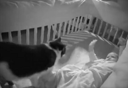 【尊い】夜中、赤ちゃんと遊びにやってくる猫　赤ちゃんも大歓迎
