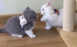 【ｗ】可愛いすぎる子猫同士のケンカ「お互い手が届いてないｗ」