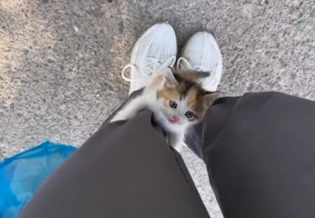 【動画】連れて帰ってもらいたくて必死によじ登ってくる子猫が可愛いすぎる