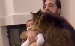 【笑】飼い主に抱っこされる赤ちゃんに嫉妬した猫、すごい行動に出る！