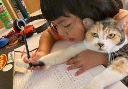 (ΦωΦ) 女児の宿題に付き合う猫！表情がたまらんｗｗｗｗ