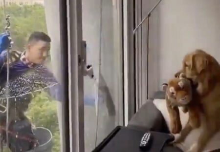 【笑】ふわふわ犬、窓掃除のお兄さんにいそいそとお気に入りのぬいぐるみを見せに行く