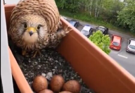 【えｗ】窓辺のプランダーに巣を作って暮らしてる鷹を発見！びっくりに可愛いｗｗｗｗ