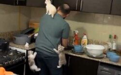 【笑】待ちきれない子ネコ集団！ミルクの用意をする飼い主に必死でよじ登る！！！