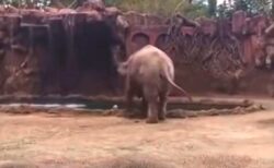 【動画】池で溺れてる動物を発見したゾウ、大声で飼育員を呼ぶ