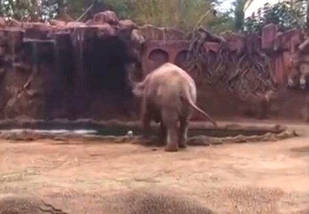 【動画】池で溺れてる動物を発見したゾウ、大声で飼育員を呼ぶ