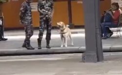 【30秒】軍用犬の休憩時間、切り替えがすごすぎる！