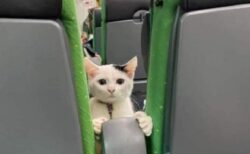 【えｗ】前の座席から感じた視線の先に子猫！！