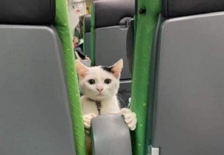 【えｗ】前の座席から感じた視線の先に子猫！！