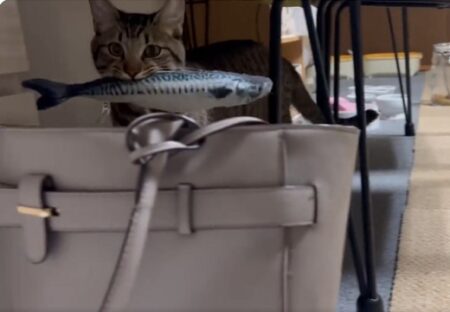 【笑】通勤カバンにサバを入れてくる猫！！