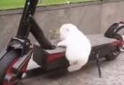 【よいしょ】どうしてもバイクに乗りたい子犬が可愛すぎた！足が短いよ！