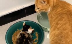 【動画】お皿の中で食べる子猫と隣の猫ｗ　可愛いすぎるｗ