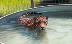 【動画】お風呂に入れられたジャガー、意外に気持ちよかった模様ｗｗｗｗ