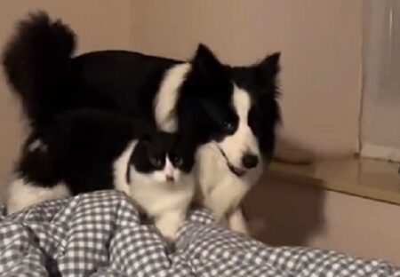 【動画】そっくりの犬と猫、似すぎてて可愛いｗｗｗｗ