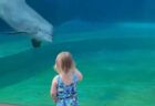 【動画】水族館のイルカ、ガラス越しに少女とコミュニケーション