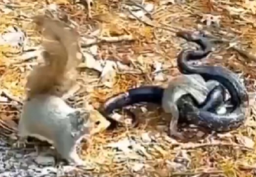 【つよ！】子を守るために大きな蛇と戦う母リス！めちゃくちゃ強い！