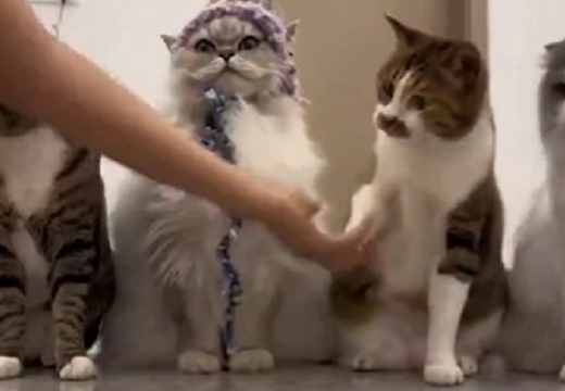 【笑】飼い主と順番に握手していく猫たち、手を出さない猫への隣の猫が素早く行動！