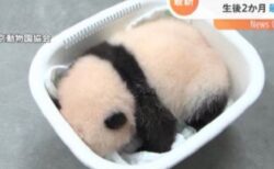 【！？】赤ちゃんパンダの体重測定、お弁当箱感がすごいｗｗｗｗ