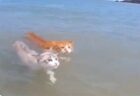 【！？】ものすごく当然のように泳ぐ猫達！こんなに泳げたのか！！