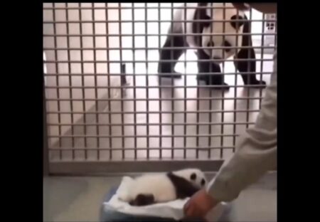 【愛】健康診断から戻ってきた赤ちゃんパンダを抱きしめる母パンダ