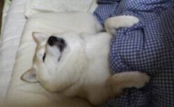 【！】ちゃんと布団に入って眠る柴犬、可愛いすぎるｗｗｗｗ