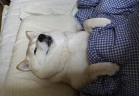 【！】ちゃんと布団に入って眠る柴犬、可愛いすぎるｗｗｗｗ