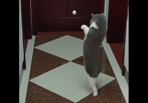 【！？】思わず後ろ足だけでボールを追いかけてしまう猫ｗｗｗｗ